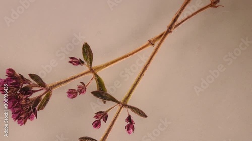 wax melt and stamp pour from wax, close up from above, soft focus
