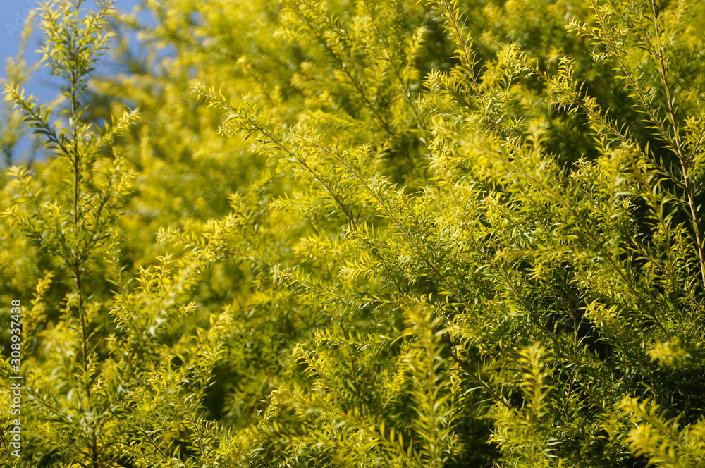 The pine tree branches and leaves The pine tree branches and leaves