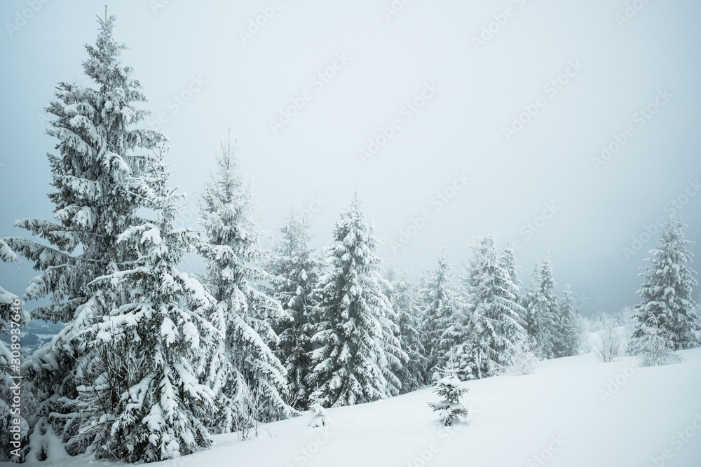 Small fragile tree covered with hoarfrost