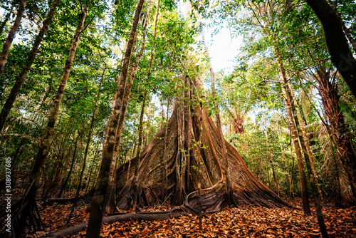 Giant tree in the jungle of the Amazon photo