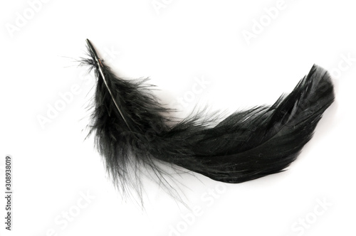 black feather on white background