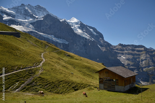 Beautiful scenery and the cow eating grass over the hill at Jungfraujoch.