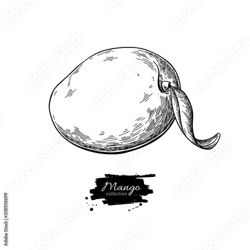 Mango vector drawing. Hand drawn tropical fruit illustration.
