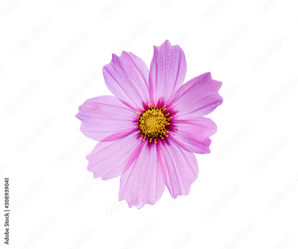 Pink cosmos flower on white background. with clipping path. Pink cosmos flower on white background. with clipping path.