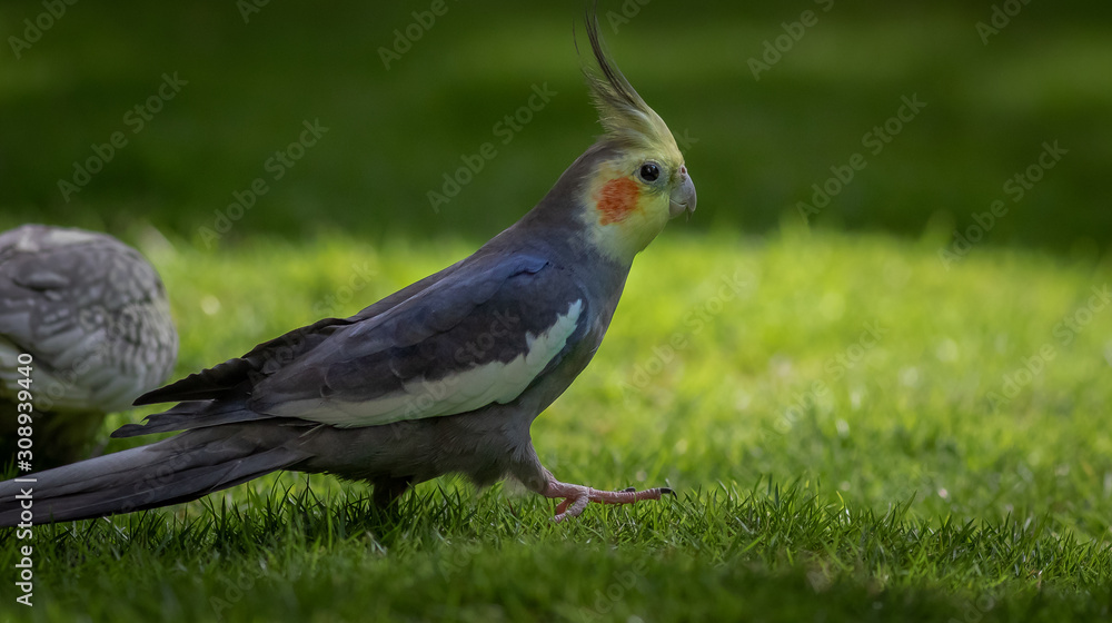 Grey sales cockatiel male