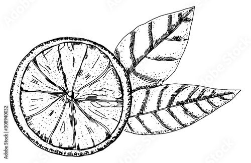 Vector orange drawing in pen and ink on a white background, a hand drawn sketch