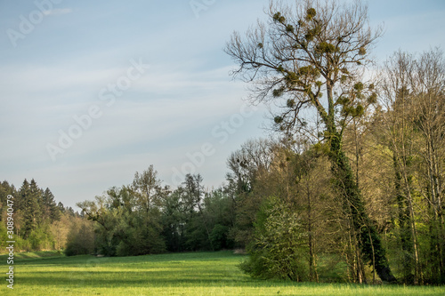 Misteln auf Baum