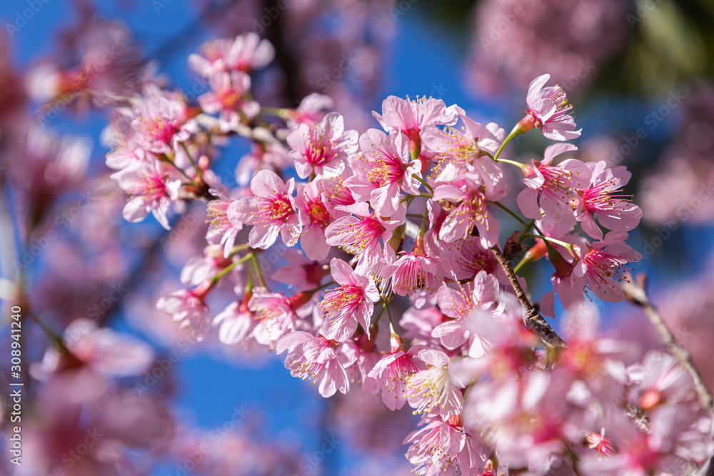 Closeup of Wild Himalayan Cherry (Prunus cerasoides) or thai sakura flower at khun chang kian, Chiang Mai, Thailand. Closeup of Wild Himalayan Cherry (Prunus cerasoides) or thai sakura flower at khun chang kian, Chiang Mai, Thailand.