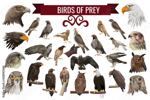 Set of birds of prey, vector illustrations