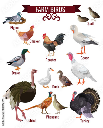 Farm birds set in realistic style design
