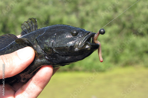 Summer fishing on the lake, Perccottus glenii photo