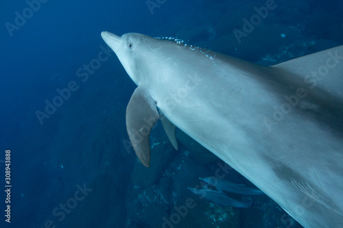 dolphins underwater photography