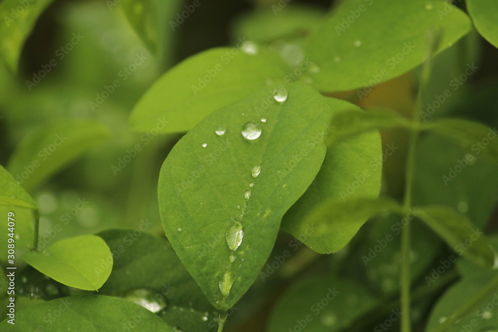 Close up shot of water drops on the single or lot of green leafs on the garden, rain drops on the single or lot of green leafs in the garden Close up shot of water drops on the single or lot of green leafs on the garden, rain drops on the single or lot of green leafs in the garden
