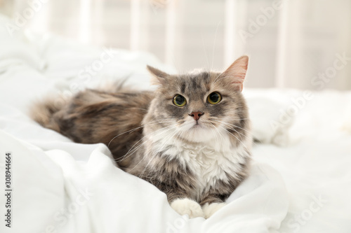 Cute cat lying on bed at home. Domestic pet