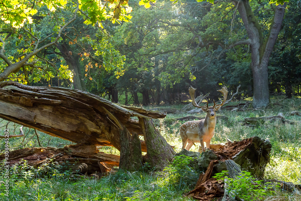Deer in danish forest