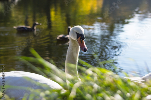 White swan in lake