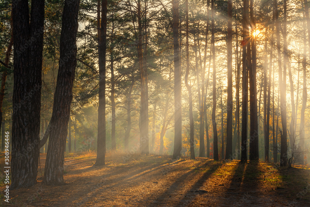 Obraz premium Forest. Autumn. A pleasant walk through the forest, dressed in an autumn outfit. The sun plays on the branches of trees and penetrates the entire forest with rays. Light fog makes the picture a little