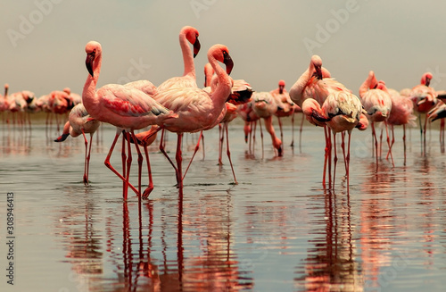Wild african birds. Group birds of pink african flamingos  walking around the blue lagoon on a sunny day © Yuliia Lakeienko