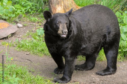Black Bear standing in Woods 