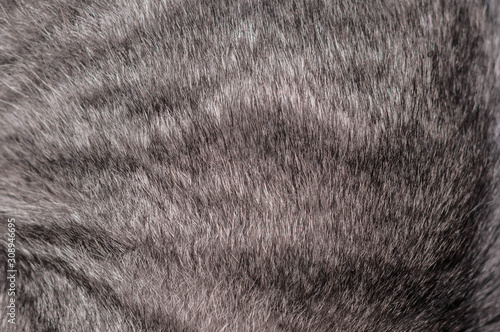 red stripped cat natural fur texture backgroung for wallpaper