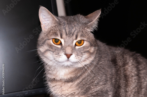 portrait of cute grey tabby cat with brown eyes looking at camera on dark couch at home