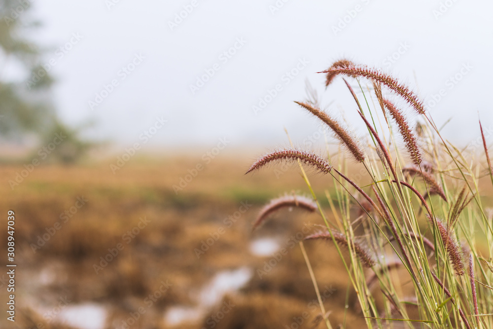 Obraz premium Closeup of grass flower with soft-focus in the background. over light