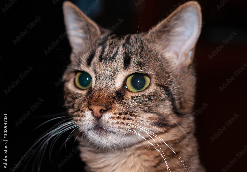 portrait of cute brown tabby cat with green eyes looking away on dark background