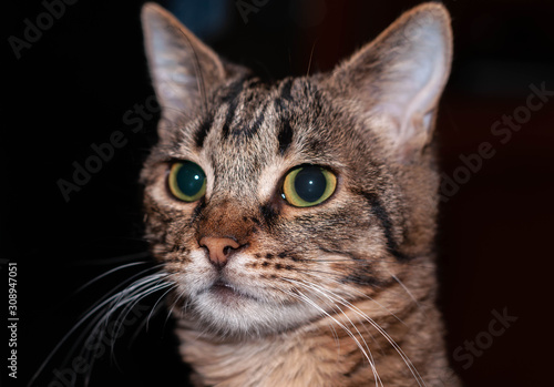Fotografie portrait of cute brown tabby cat with green eyes looking away on dark background