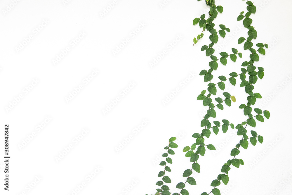ivy with green leaves isolated on white background ivy with green leaves isolated on white background