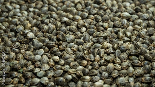 Many Cannabis hemp seeds laying on the table