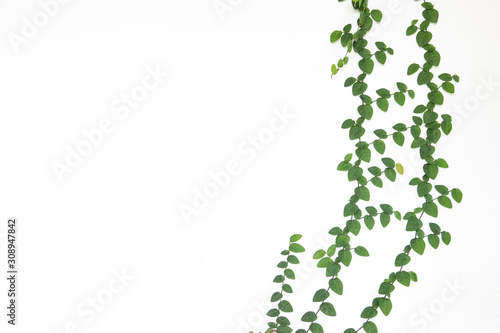 ivy with green leaves isolated on white background