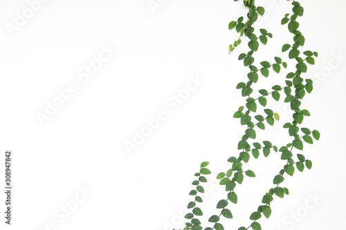 Wallpaper Mural ivy with green leaves isolated on white background Torontodigital.ca