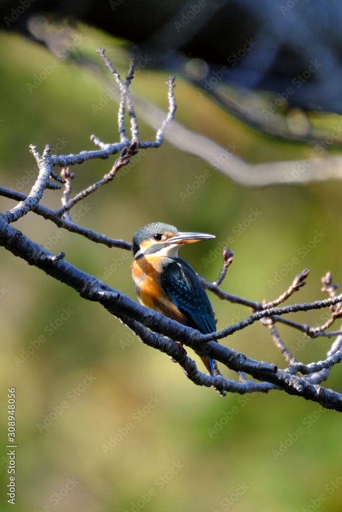 kingfisher in forest kingfisher in forest