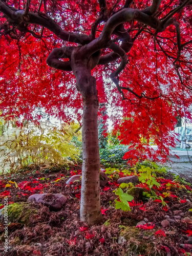 Herbstlich rote blätter des japanischen Ahorns