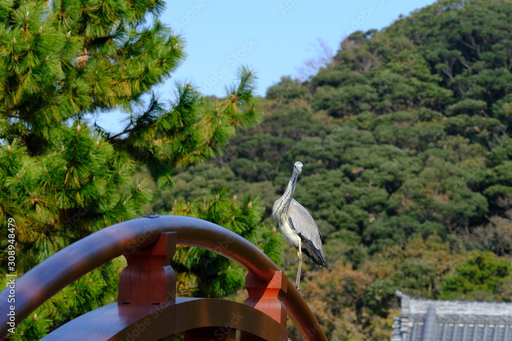 gray heron on red wood bridge