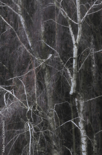 Fototapeta Naklejka Na Ścianę i Meble -  Urok białej kory
