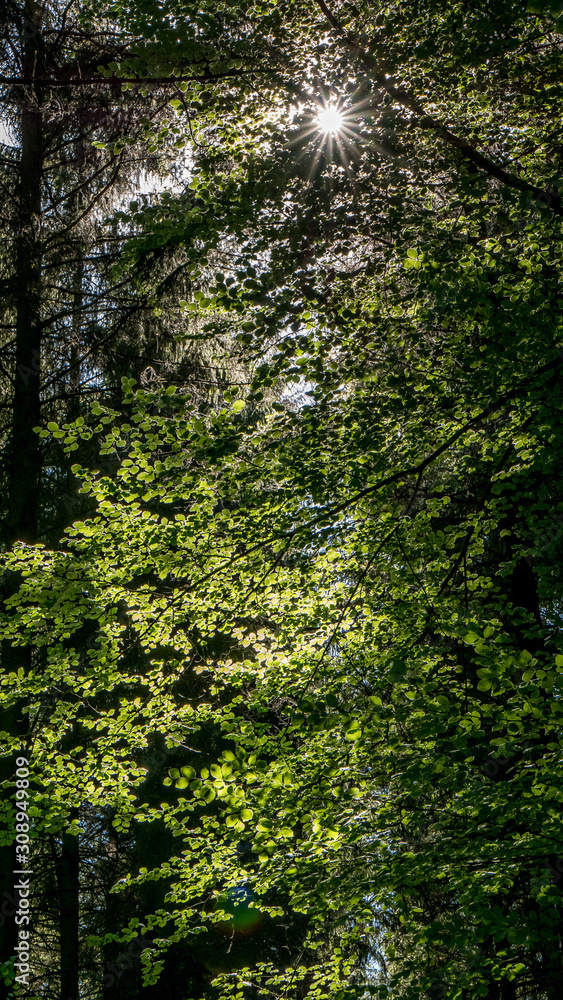 Sonnenstrahlen im Wald Sonnenstrahlen im Wald