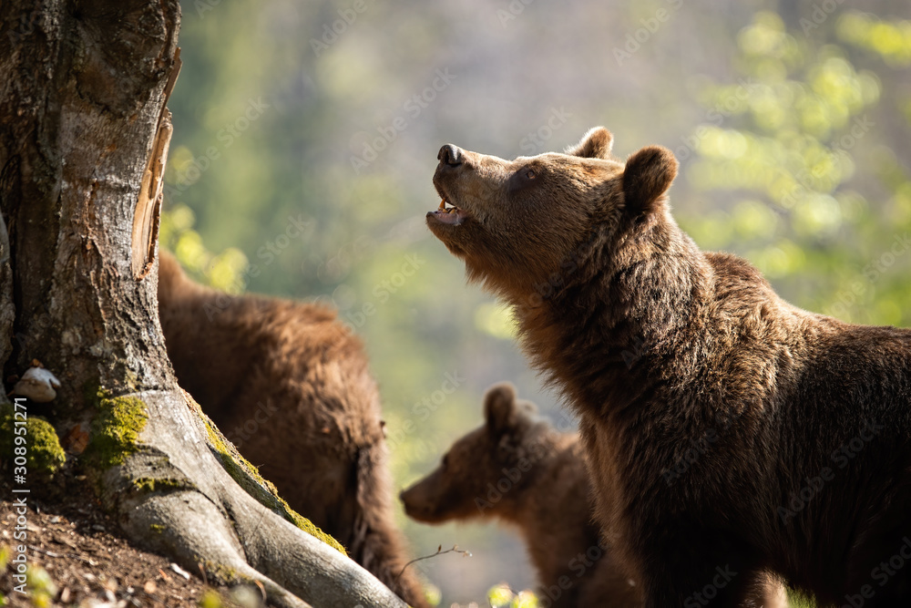 Obraz premium Attentive female of brown bear, ursus arctos, with open mouth observing the surroundings and protecting her children. A massive forest animal feeling in danger. Dominant brown predator having a guard.