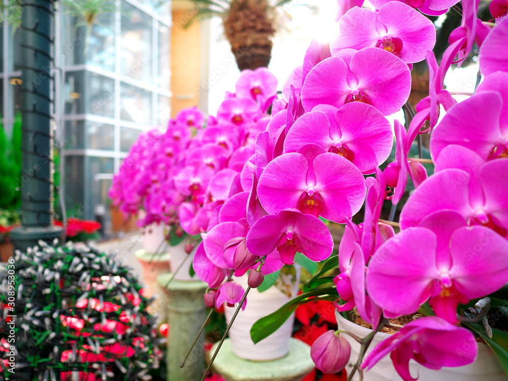 花 ピンク 胡蝶蘭 Stock Photo Adobe Stock