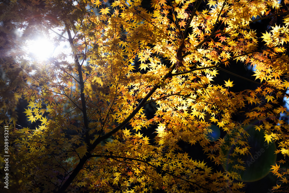 Abstract maple leaves in fall color with len flare, abstract concept and nature idea Abstract maple leaves in fall color with len flare, abstract concept and nature idea