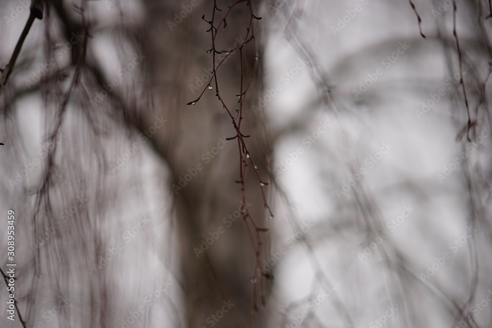 Bare birch tree branches in raindrops, on the background blurred trunk and grey sky, selective focus. Bare birch tree branches in raindrops, on the background blurred trunk and grey sky, selective focus.