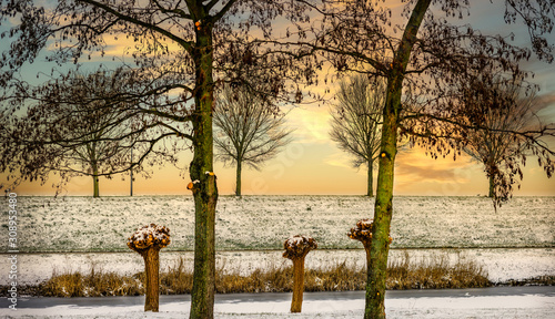 Pollard willows in the polder of Flevoland