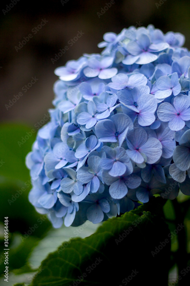 Close up blue Hydrangea in the garden in Azores. Close up blue Hydrangea in the garden in Azores.
