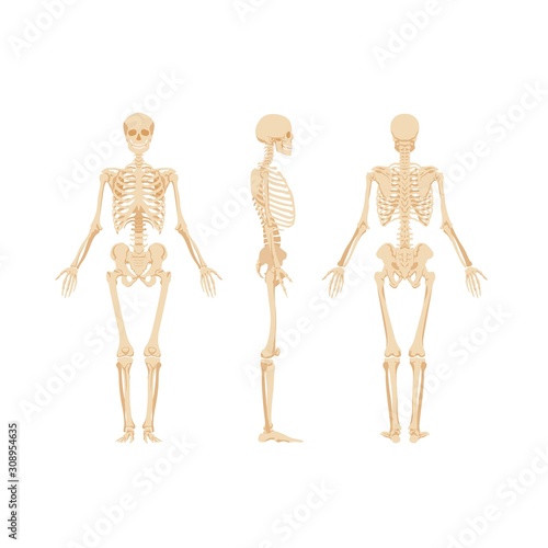 Set of skeletons isolated on white background. Anterior, lateral, posterior view of skeletal system of human. Realistic vector illustration for anatomy, anthropology, paleontology, osteology banner.