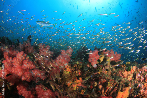 Fototapeta Naklejka Na Ścianę i Meble -  Underwater coral reef and fish 