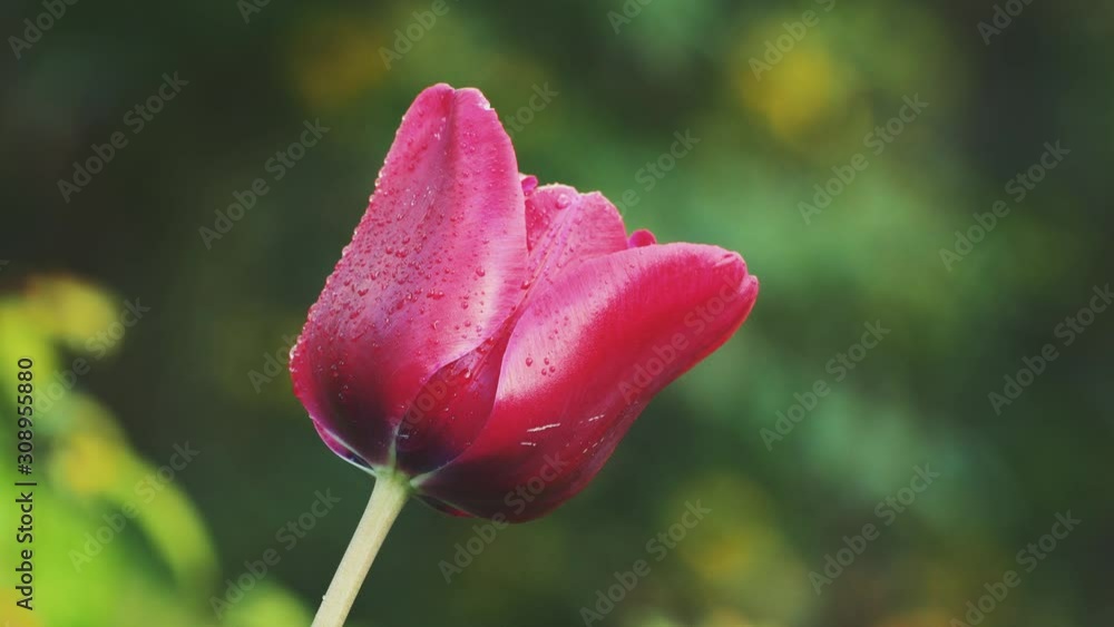 Close up of bright dark red tulip with water drops after rain on unfocussed Close up of bright dark red tulip with water drops after rain on unfocussed
