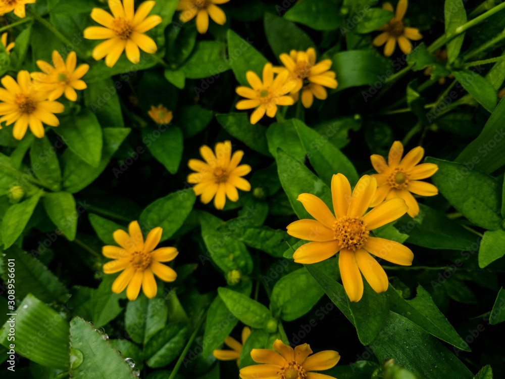 yellow flowers in the garden yellow flowers in the garden