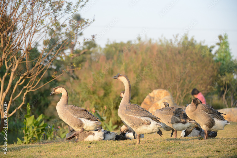 A flock of geese are basking on the grass in winter. Shot in Dengdu Wet Land park, Guzhen town of Zhongshan, Guangdong, China. A flock of geese are basking on the grass in winter. Shot in Dengdu Wet Land park, Guzhen town of Zhongshan, Guangdong, China.