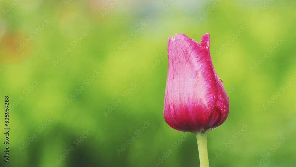 Close up of bright pink tulip with water drops after rain on unfocussed green Close up of bright pink tulip with water drops after rain on unfocussed green