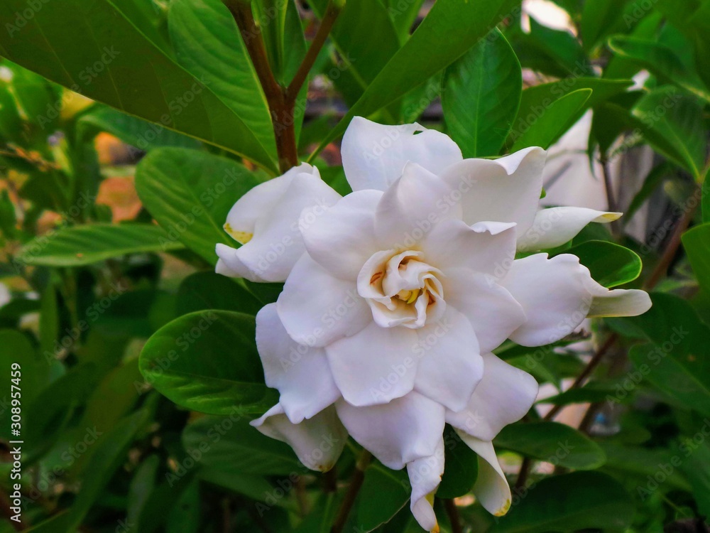 White flower in the garden. Gardenia flower White flower in the garden. Gardenia flower